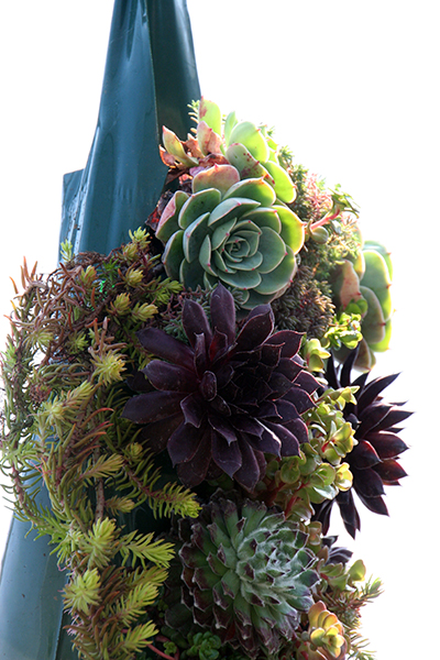 Verical Planter for Succulents