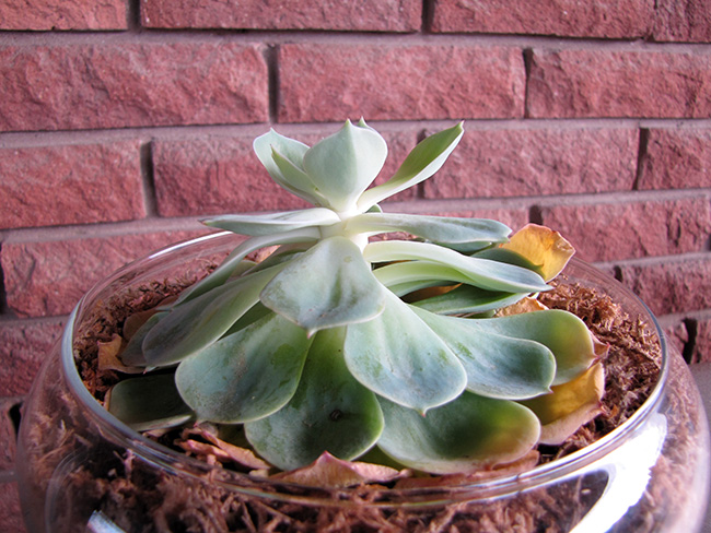 Echeveria stretches without enough light