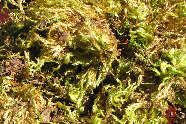 Oregon Green Moss