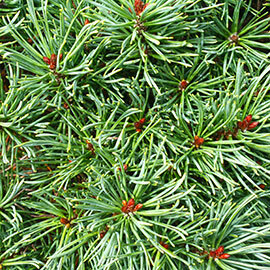 Pine - Pinus