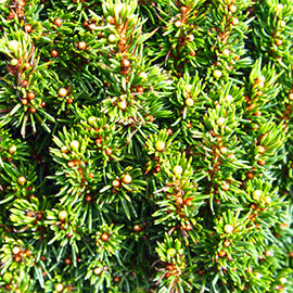 Spruce - Picea