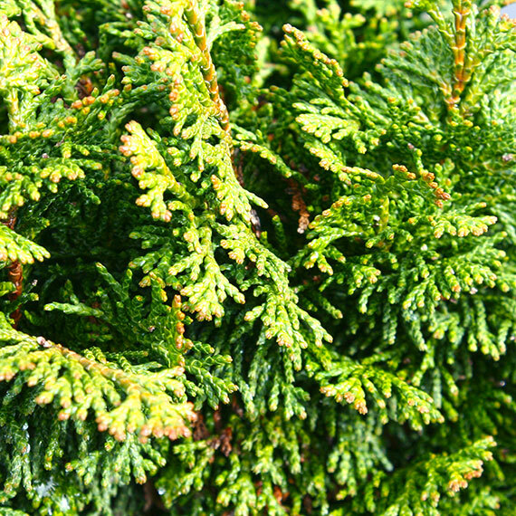Cypress - Chamaecyparis & Cupressus
