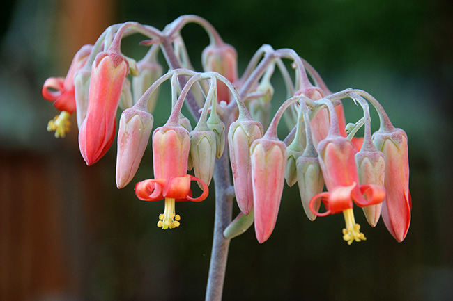 Flowers on Happy Young Lady Succulent