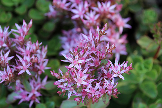 Red Carpet Sedum Pink Flowers