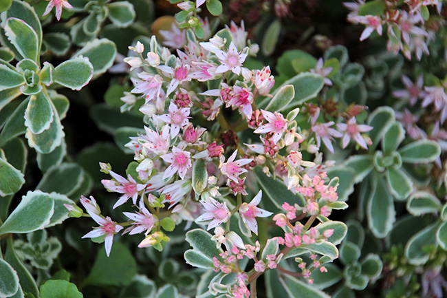 Tricolor Sedum Flowers