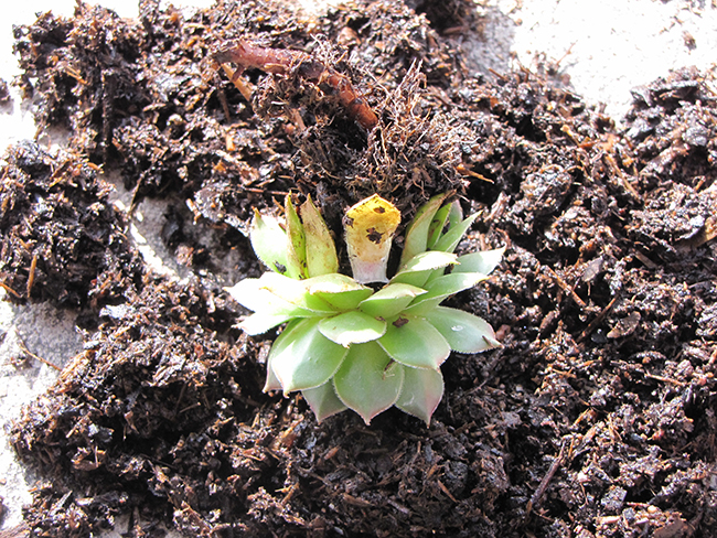 Hen and Chick Plant with Heavy Watering