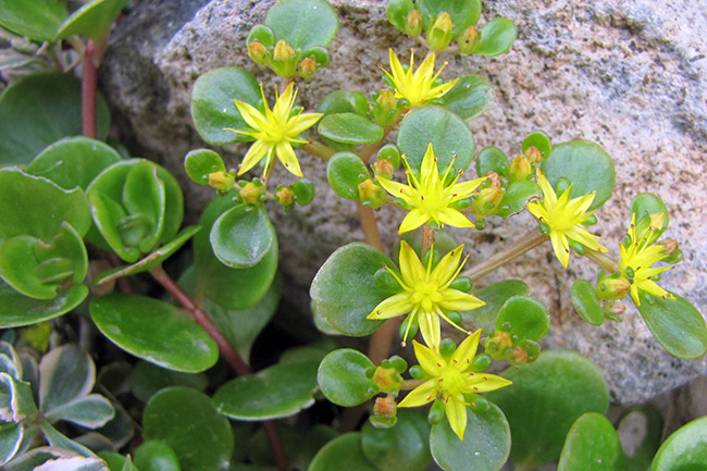 Coral Reef Sedum Flowers