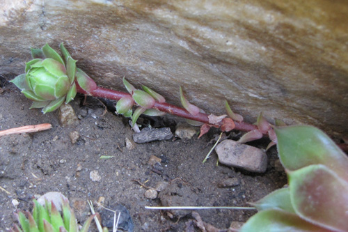 Sempervivum Chick on Stolon