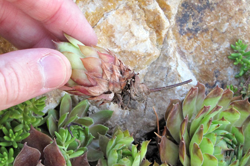 Roots on Baby Chick Plant