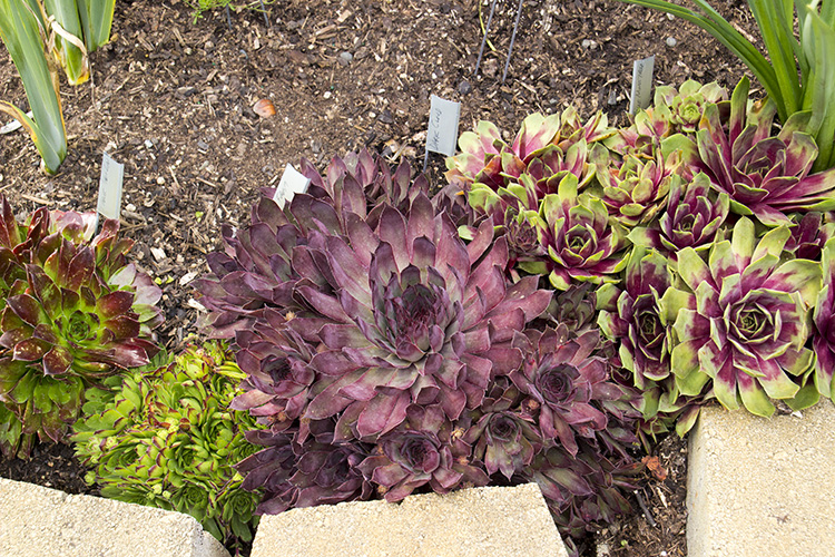 All Sizes of Hens and Chicks