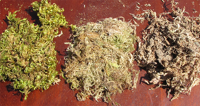 Sphagnum Moss Comparison