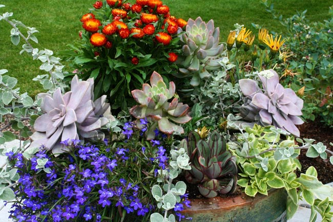 Tender Succulents with Annuals