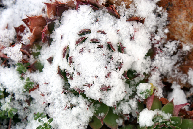 Succulents in Winter