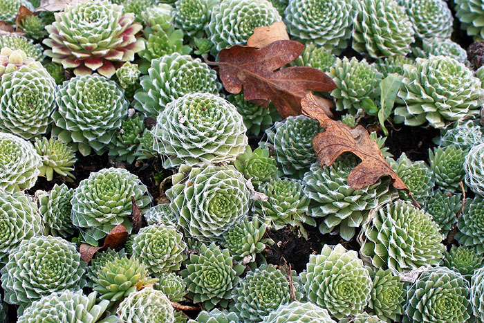 Winter watering for succulents