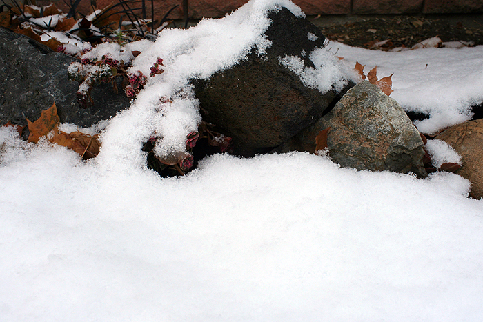 Snow Blanket