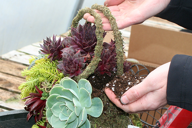 Fill Succulent Container with Soil