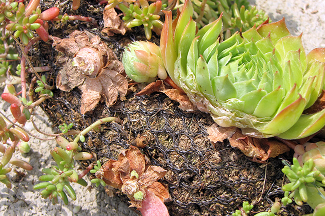 Deer will eat hen & chick plants