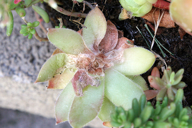 Sempervivum Eatten by Deer