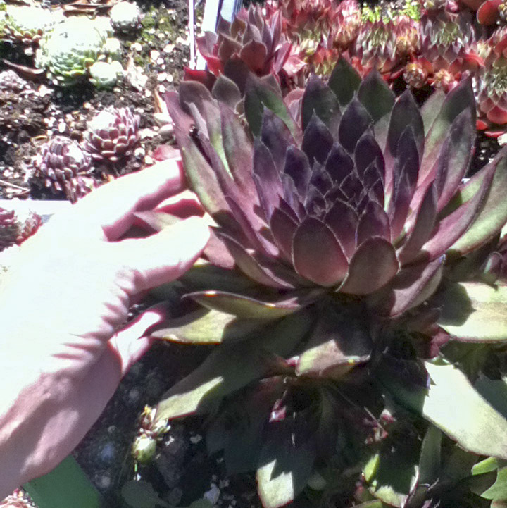 Extra Large Edge of Night Sempervivum