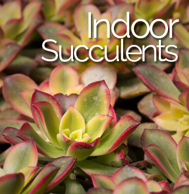 Indoor Succulents