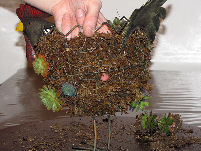 Planting Hens and Chicks in Sphagnum Moss