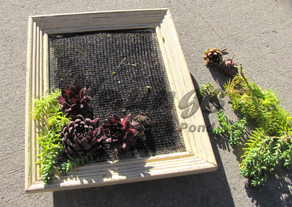 Planting Succulents in Wall Picture Frame