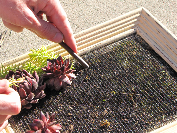 Use Pencil to Plant Succulents