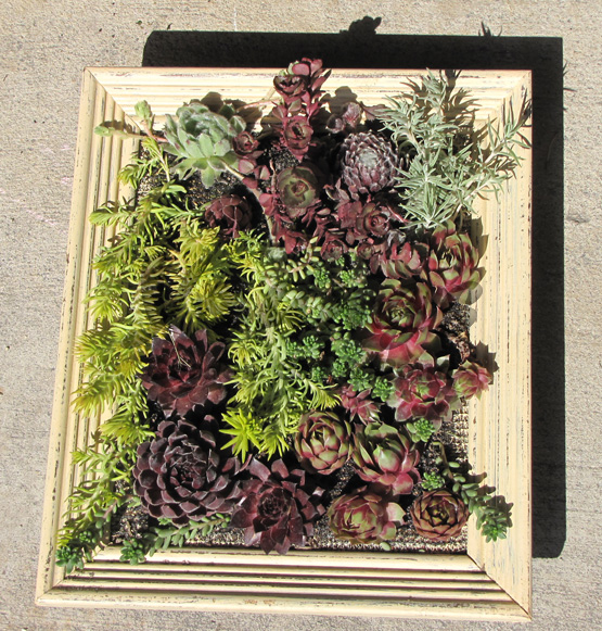 Succulent Wall Frame