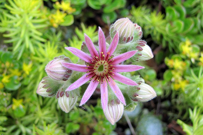 Sempervivum Flower