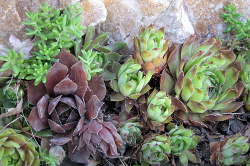 Hens and Chicks in Tight Space