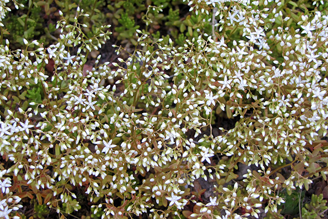 Coral Carpet Sedum White Flowers