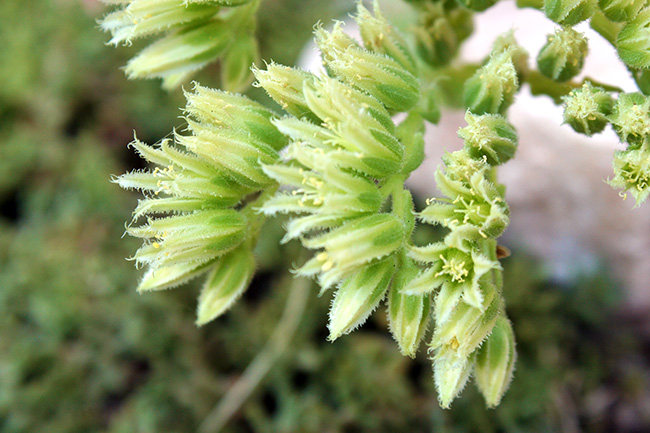 Jovibarba Hen and Chick Flower