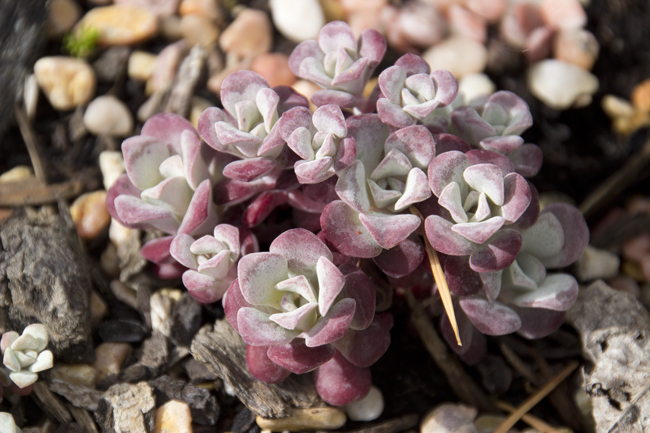 Cape Blanco Sedum Crossed with Red Sedum