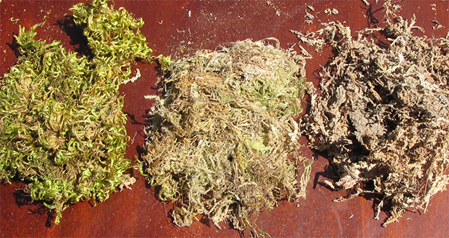 Ispan mamırından qapalı bitkilər arasında malç kimi istifadə toyuq tel
