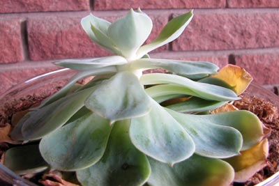 Echeveria plant without enough light