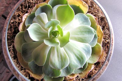 Echeveria pales without sunlight
