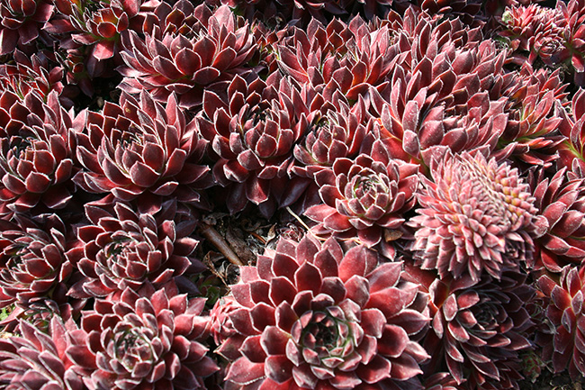 Mutation in Sempervivum