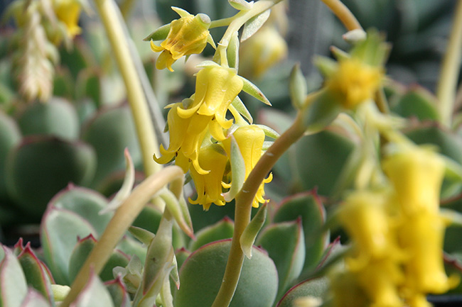 Echeveria Yellow Flower