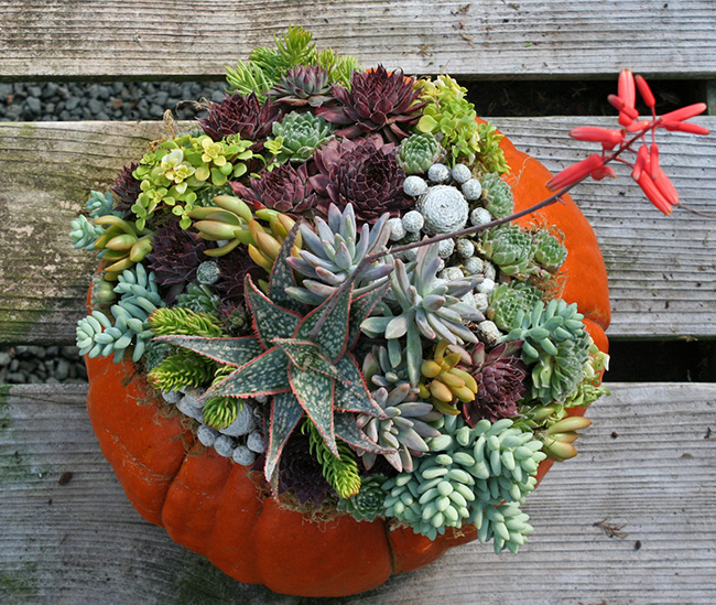 Top View of Pumpkin with Succulents