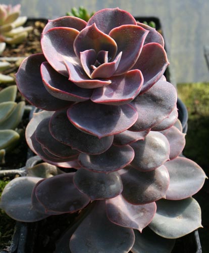 Purple Echeveria