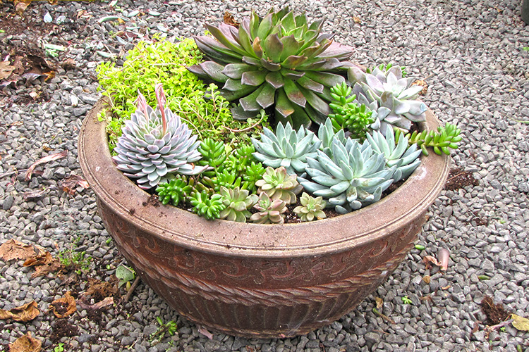 Fresh Succulent Container