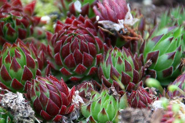Bright Red Roller Succulents