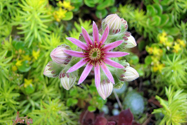 Hens and Chicks Flower