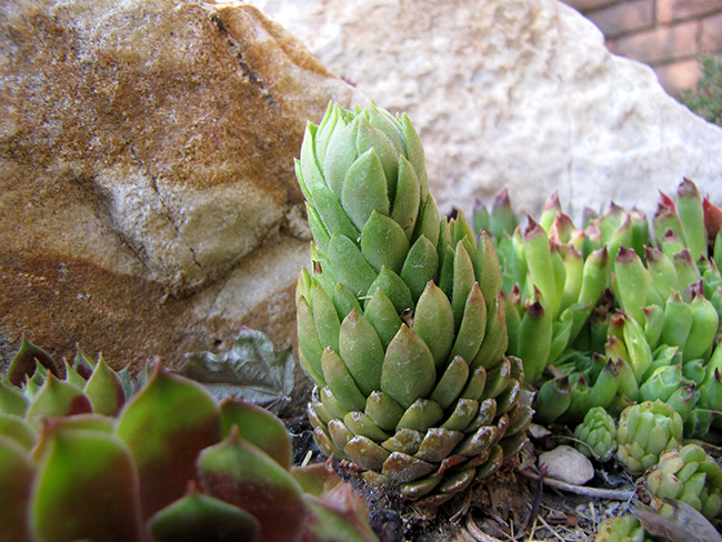 Hen And Chick Plant