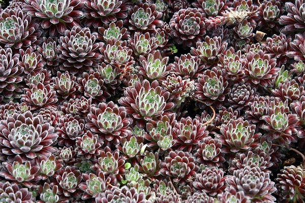 Sempervivum make an amazing groundcover