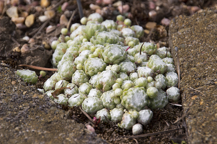 Arachnoideum Hen and Chick Varieties